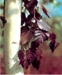 Betula purpurea 1